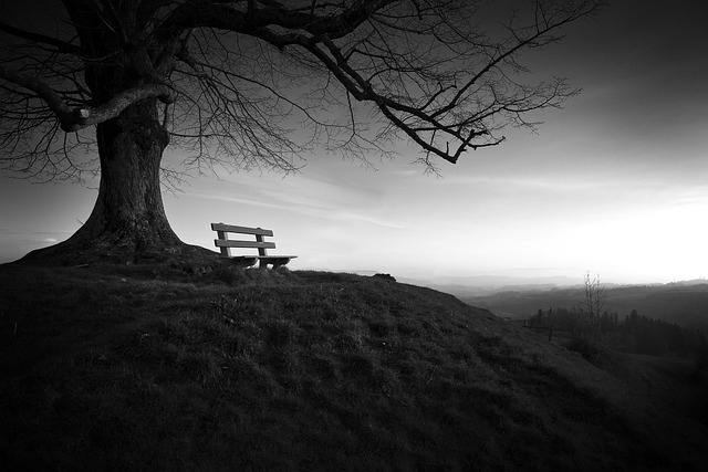 树 长椅 孤独 - 上的免费照片