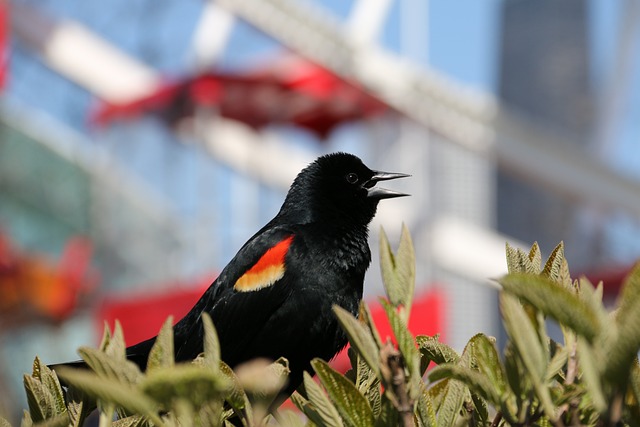 红翅黑鹂 麻雀鸟 红翅 - 上的免费照片
