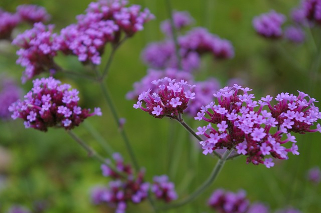花 马鞭草 紫色 - 上的免费照片
