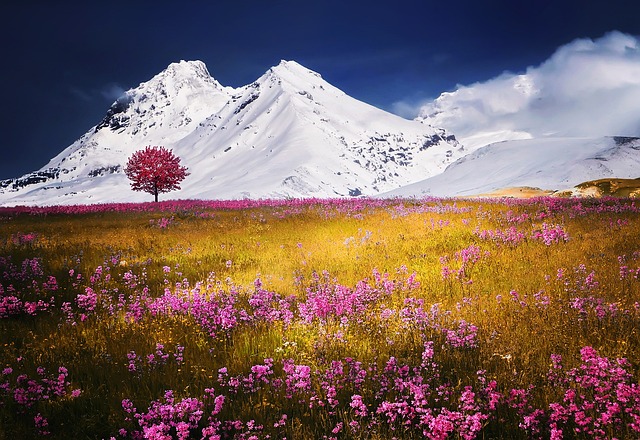 山 阿尔卑斯山 草地 - 上的免费照片