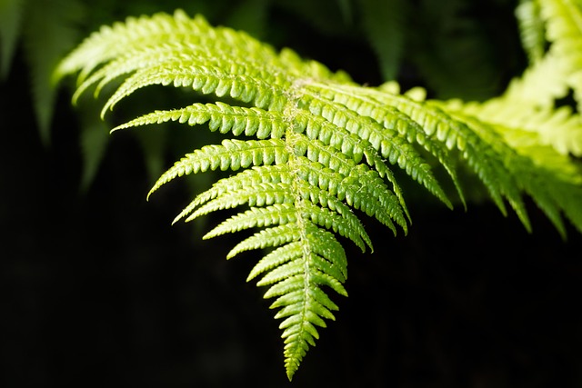 蕨类 年轻 年轻的蕨类植物 - 上的免费照片