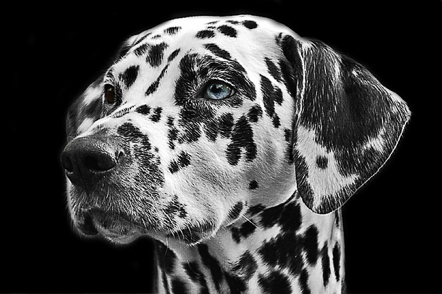 斑点狗 狗 动物 - 上的免费照片