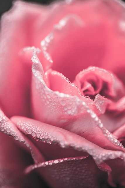 粉色的 玫瑰 露 - 上的免费照片