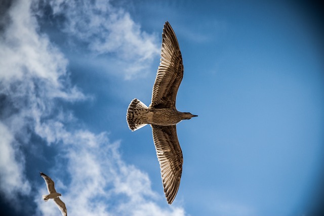 海鸥 航班 鸟类 - 上的免费照片