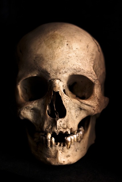 颅骨 人类 头 - 上的免费照片