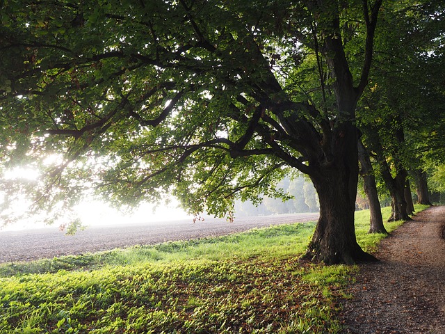 树 大街 逆光 - 上的免费照片