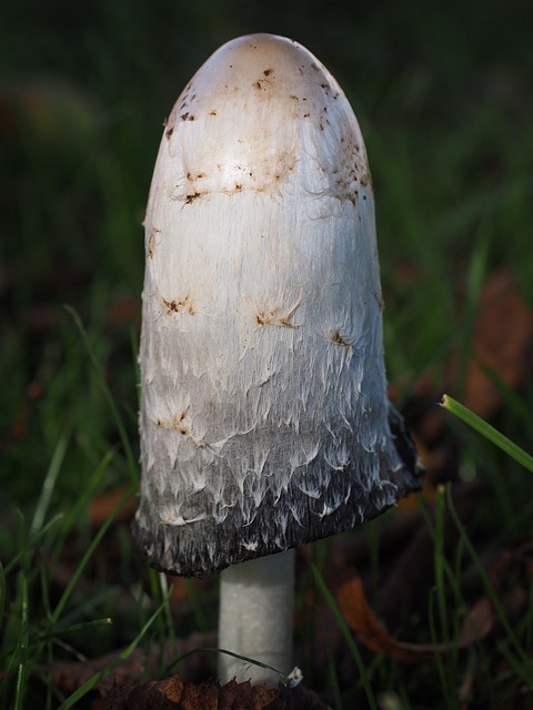 叮叮当当 小贩 蘑菇 - 上的免费照片