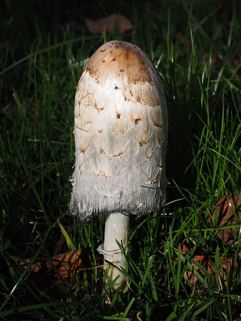 叮叮当当 小贩 蘑菇 - 上的免费照片