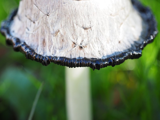 叮叮当当 小贩 蘑菇 - 上的免费照片