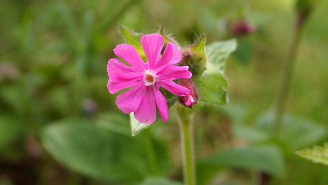 天饼干花 Silene Dioica 林 - 上的免费照片