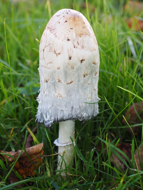 小贩 蘑菇 叮叮当当 - 上的免费照片