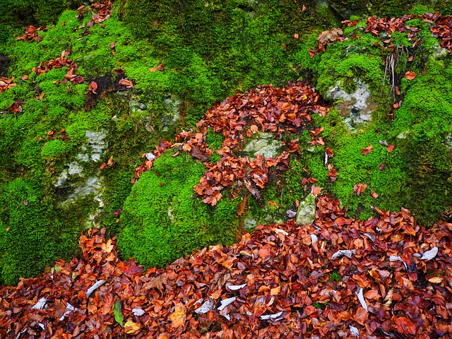 石头 树叶 落下 - 上的免费照片
