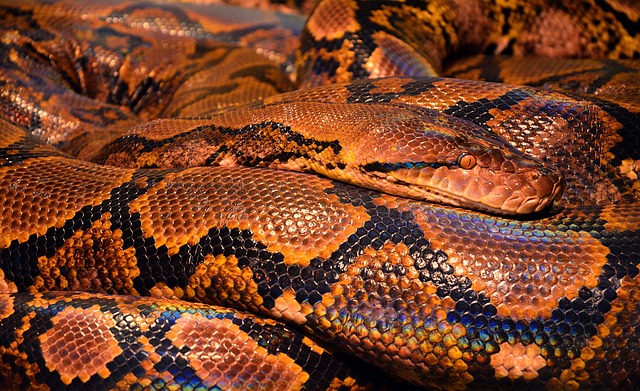 蛇 Python 爬虫 - 上的免费照片