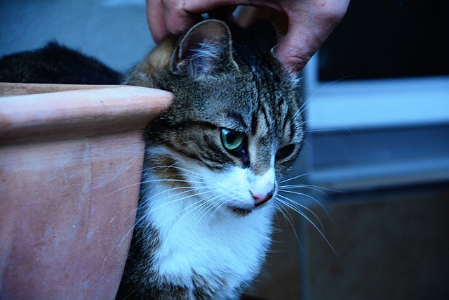 猫 家猫 抱抱猫 - 上的免费照片