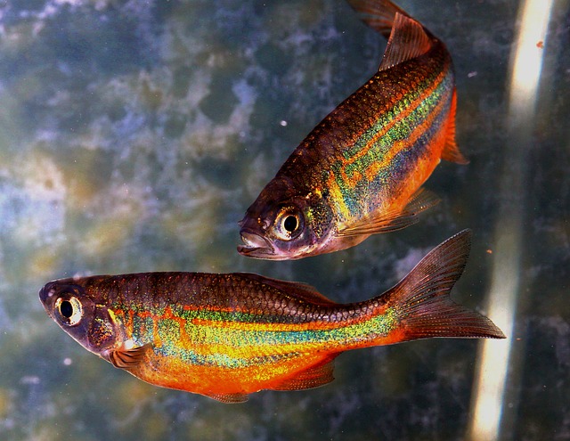 鱼 彩虹 达尼奥 - 上的免费照片