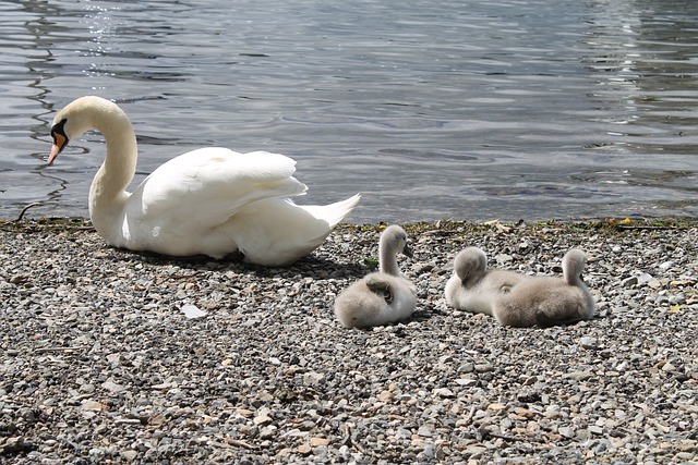 天鹅 Cygnets 小鸡 - 上的免费照片