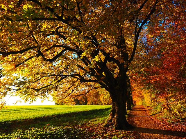 秋天 树叶 树木 - 上的免费照片