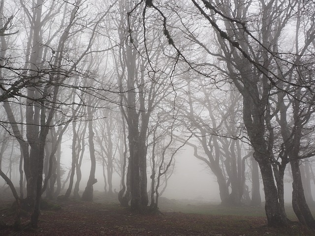 榉木 多雾路段 森林 - 上的免费照片