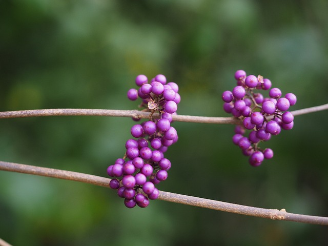 中国 Sch?nfrucht 美丽的水果 浆果 - 上的免费照片