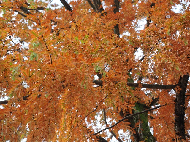 含羞草 观赏木 秋色 - 上的免费照片