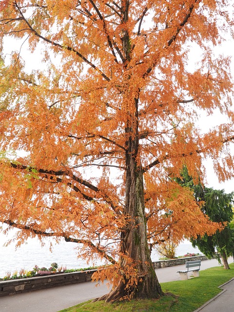含羞草 观赏木 秋色 - 上的免费照片