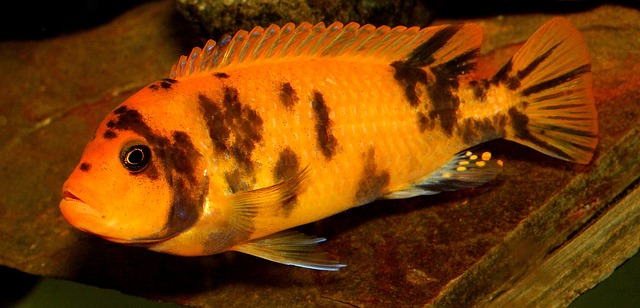 Cichlid 鱼 非洲人 - 上的免费照片