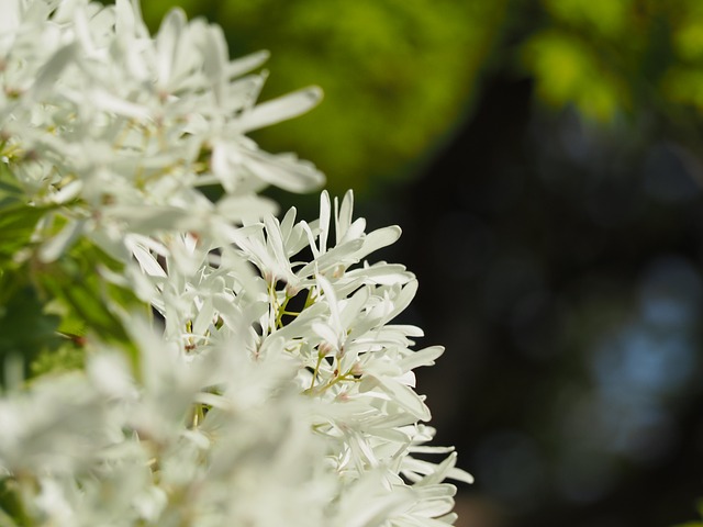 什么是Monja树 黄花菊 桂花科 - 上的免费照片