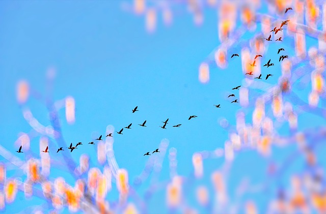 藤壶 帆船 天空 - 上的免费照片