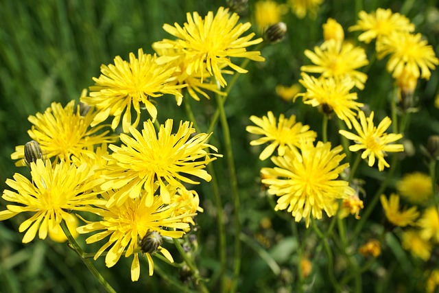 维森-皮保 花 黄色 - 上的免费照片