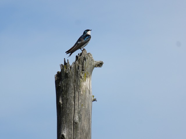 吞 树燕 鸟 - 上的免费照片