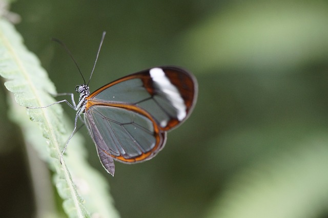 格蕾塔·摩根 蝴蝶 埃德尔法特 - 上的免费照片