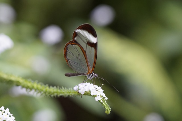 格蕾塔·摩根 蝴蝶 埃德尔法特 - 上的免费照片