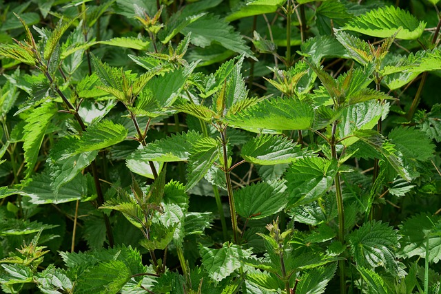 荨麻 荨麻科 植物 - 上的免费照片