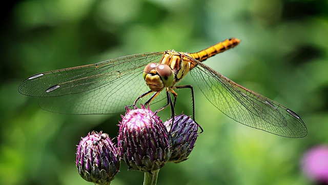 蜻蜓 昆虫 复眼 - 上的免费照片