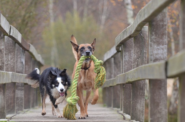 玛利诺犬和边境牧羊犬 比利时牧羊犬 玩狗 - 上的免费照片