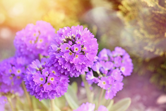 报春花 Kugelprimel 花 - 上的免费照片