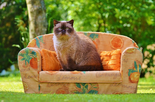 沙发 长椅 猫 - 上的免费照片