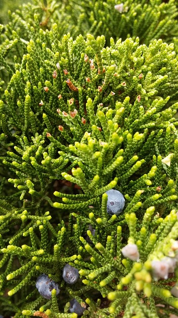 春天 Zarza 莫拉 - 上的免费照片