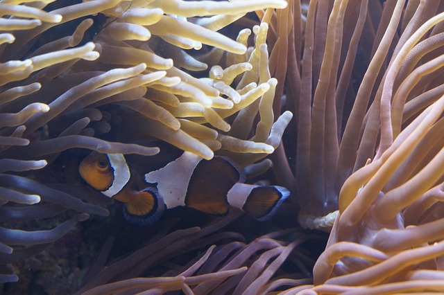 海葵 水下世界 水族馆 - 上的免费照片