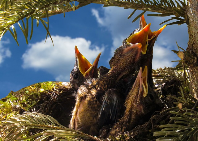 鸟 黑鸟 巢 - 上的免费照片