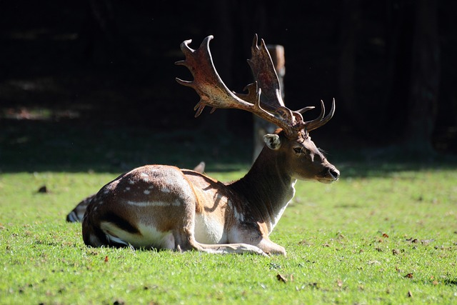 丹尼尔 性质 哈特 - 上的免费照片