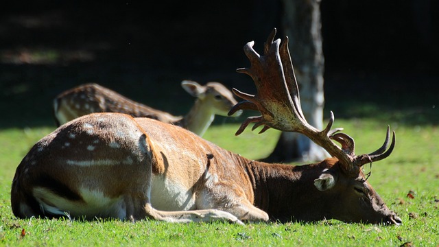 发情 哈特 性质 - 上的免费照片