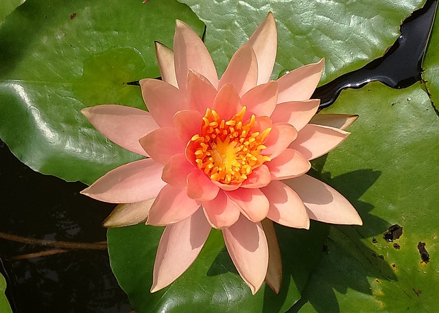 荷花 桃花辉 睡莲科 - 上的免费照片