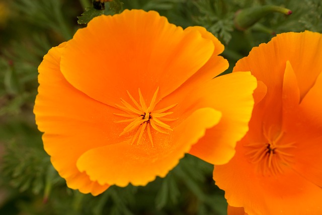 罂粟 黄金罂粟 Eschscholzia 夜蛾 - 上的免费照片