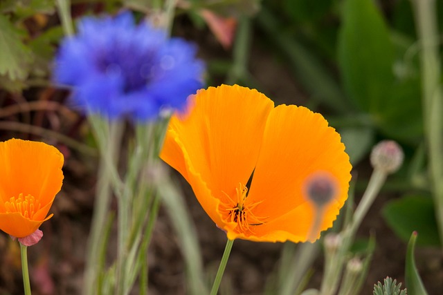 罂粟 矢车菊 黄金罂粟 Eschscholzia - 上的免费照片