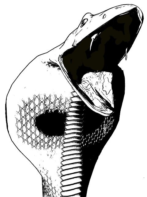 眼镜蛇 线 黑鱼 - 上的免费图片