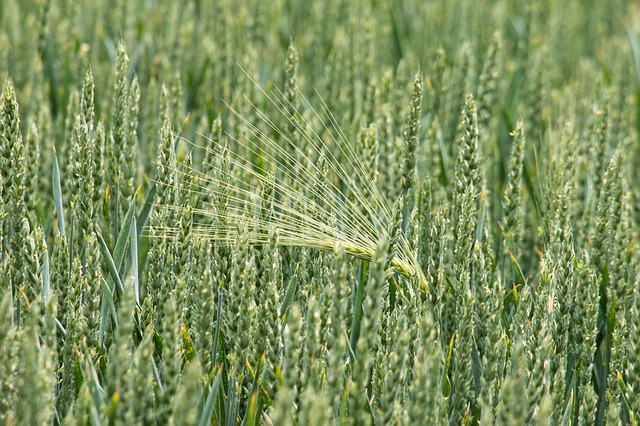小麦 大麦 原野 - 上的免费照片
