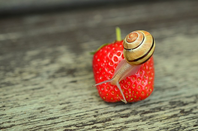 草莓 蜗牛 带状蜗牛 - 上的免费照片