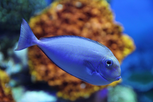 鱼 海洋生物 海洋 - 上的免费照片