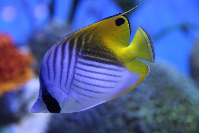 鱼 海洋生物 海洋 - 上的免费照片